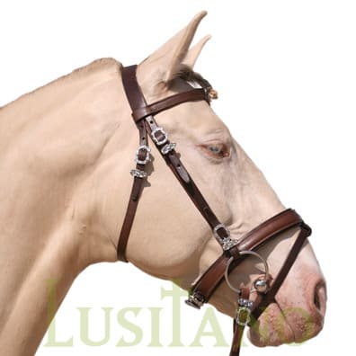 Combined Portuguese-English bridle B Combined Portuguese-English bridle B