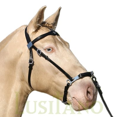 Portuguese show cavesson B Portuguese show cavesson B