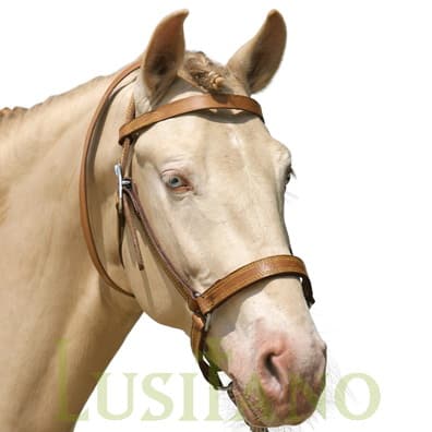 Portuguese halter Portuguese halter