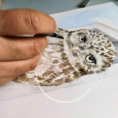 Little owl print
